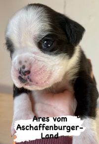 Ares 14 Tage