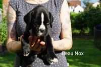 Beau Nox